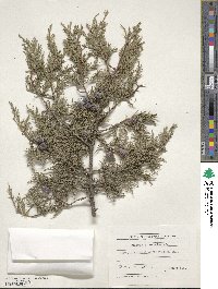 Juniperus excelsa image