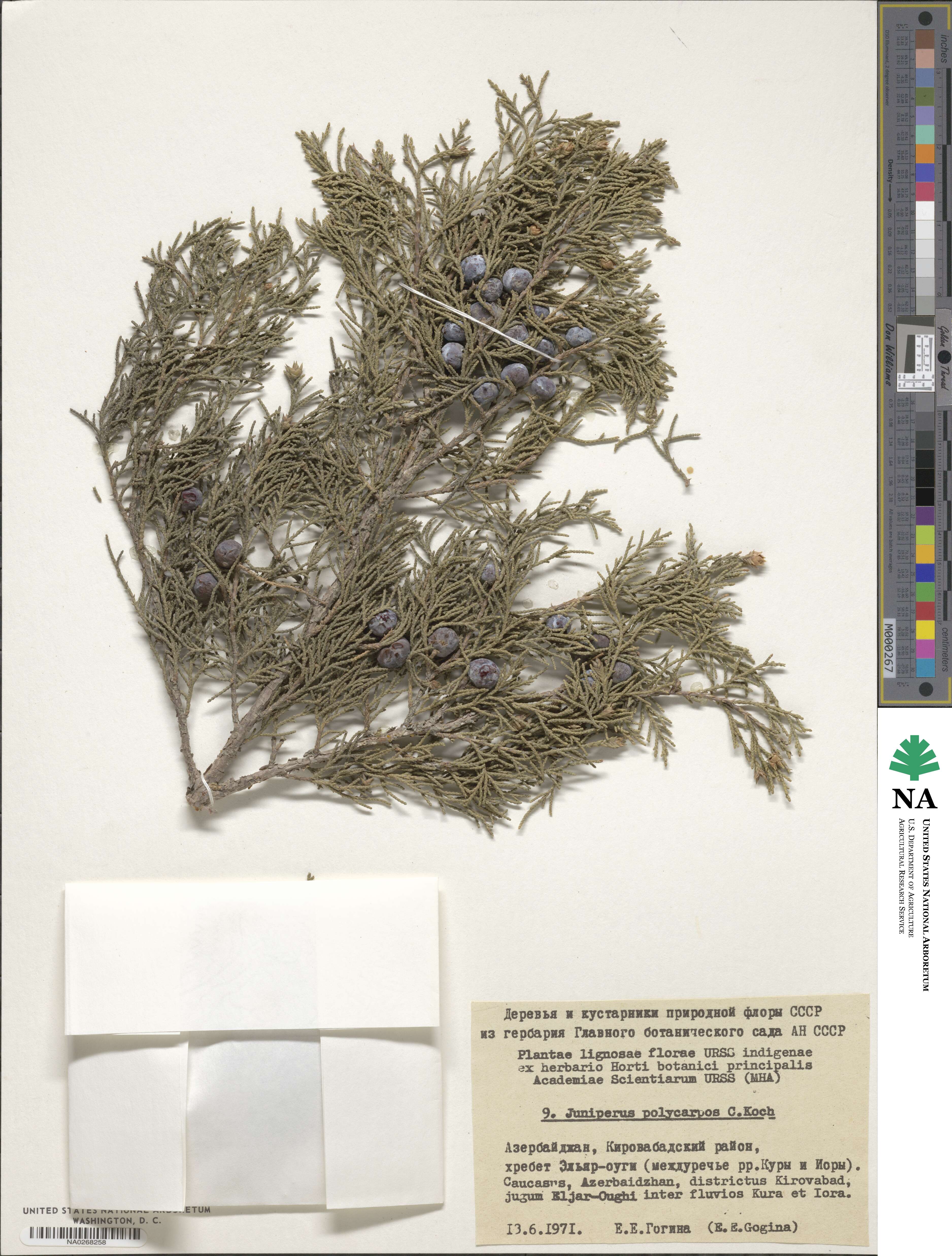 Juniperus excelsa image