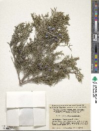 Juniperus excelsa subsp. polycarpos image