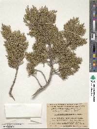 Juniperus excelsa subsp. polycarpos image