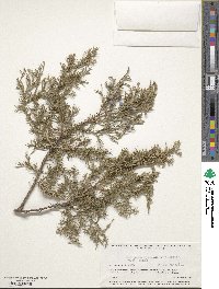 Juniperus flaccida image