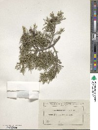 Juniperus foetidissima image