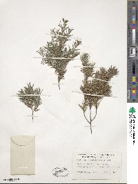 Juniperus formosana image