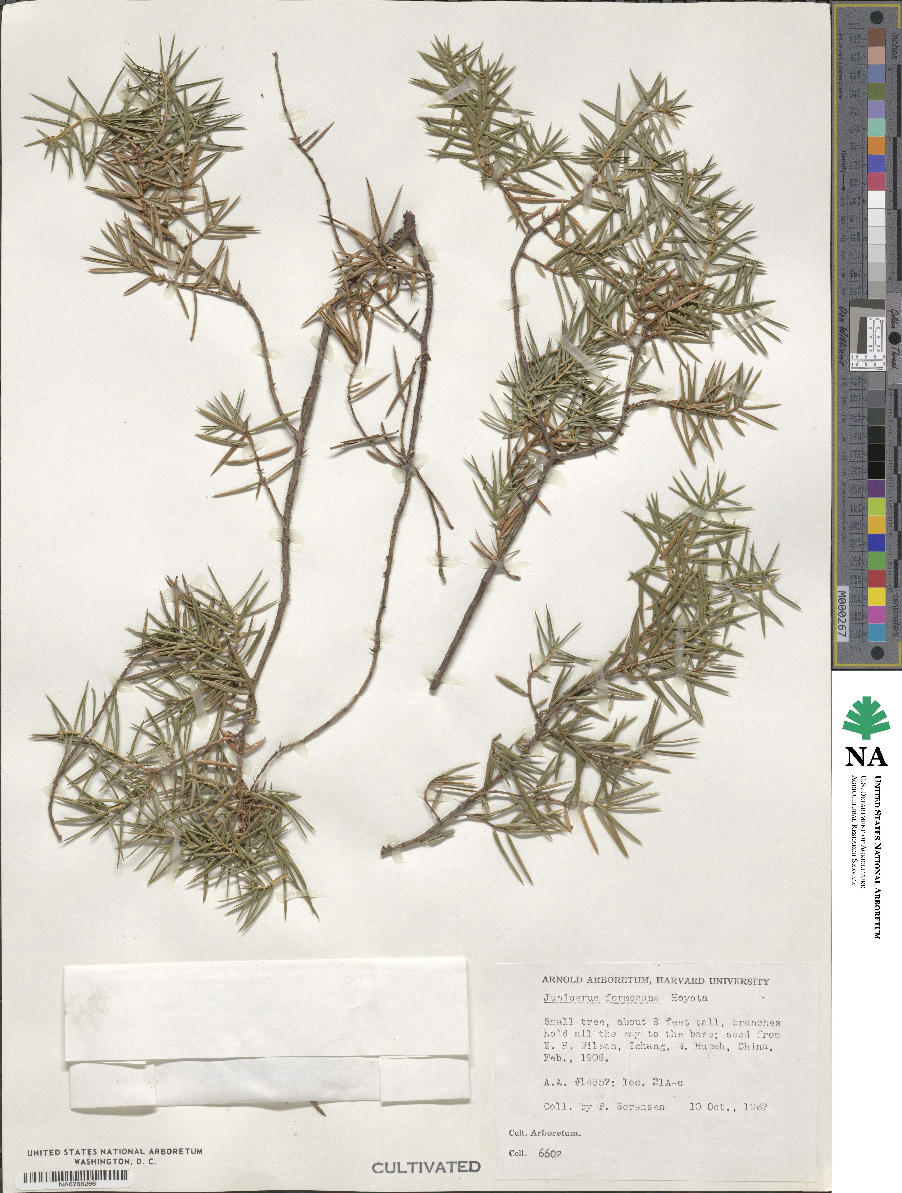 Juniperus formosana image