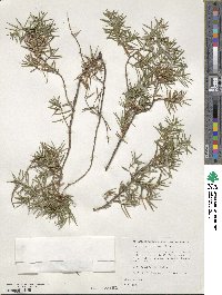 Juniperus formosana image