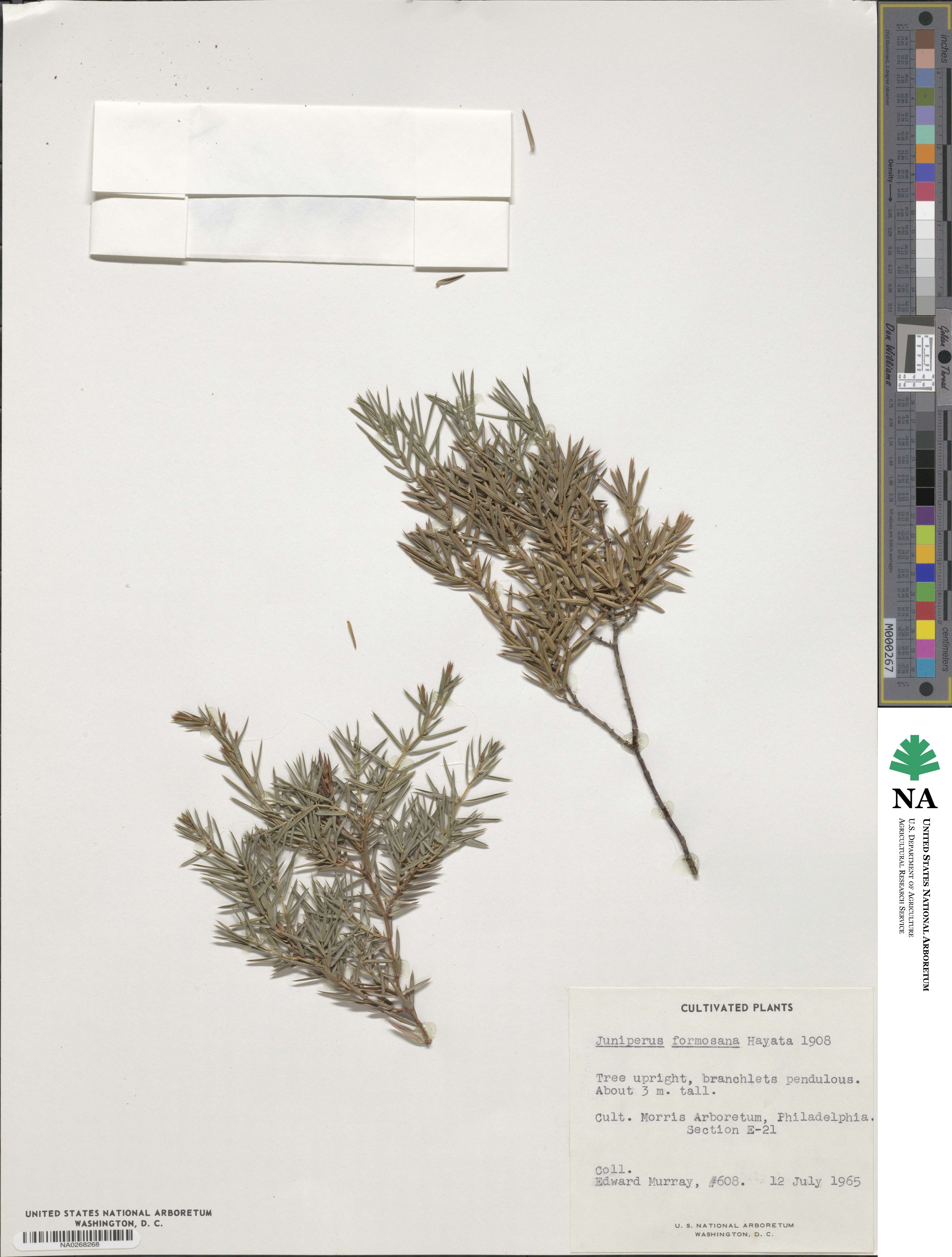 Juniperus formosana image