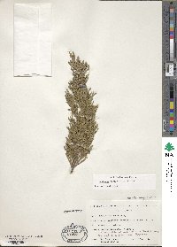 Juniperus horizontalis image