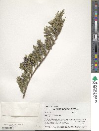 Juniperus horizontalis image