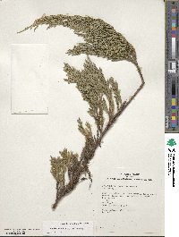 Juniperus horizontalis image