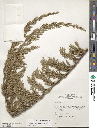 Juniperus horizontalis image