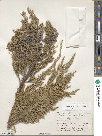 Juniperus horizontalis image