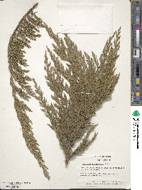 Juniperus horizontalis image