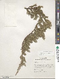 Juniperus horizontalis image