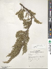 Juniperus horizontalis image