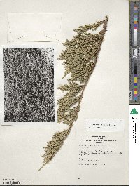 Juniperus horizontalis image