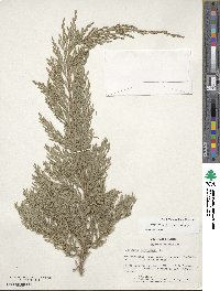 Juniperus horizontalis image