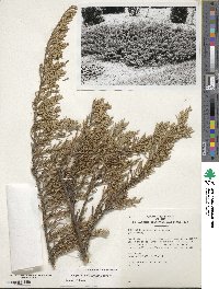 Juniperus horizontalis image