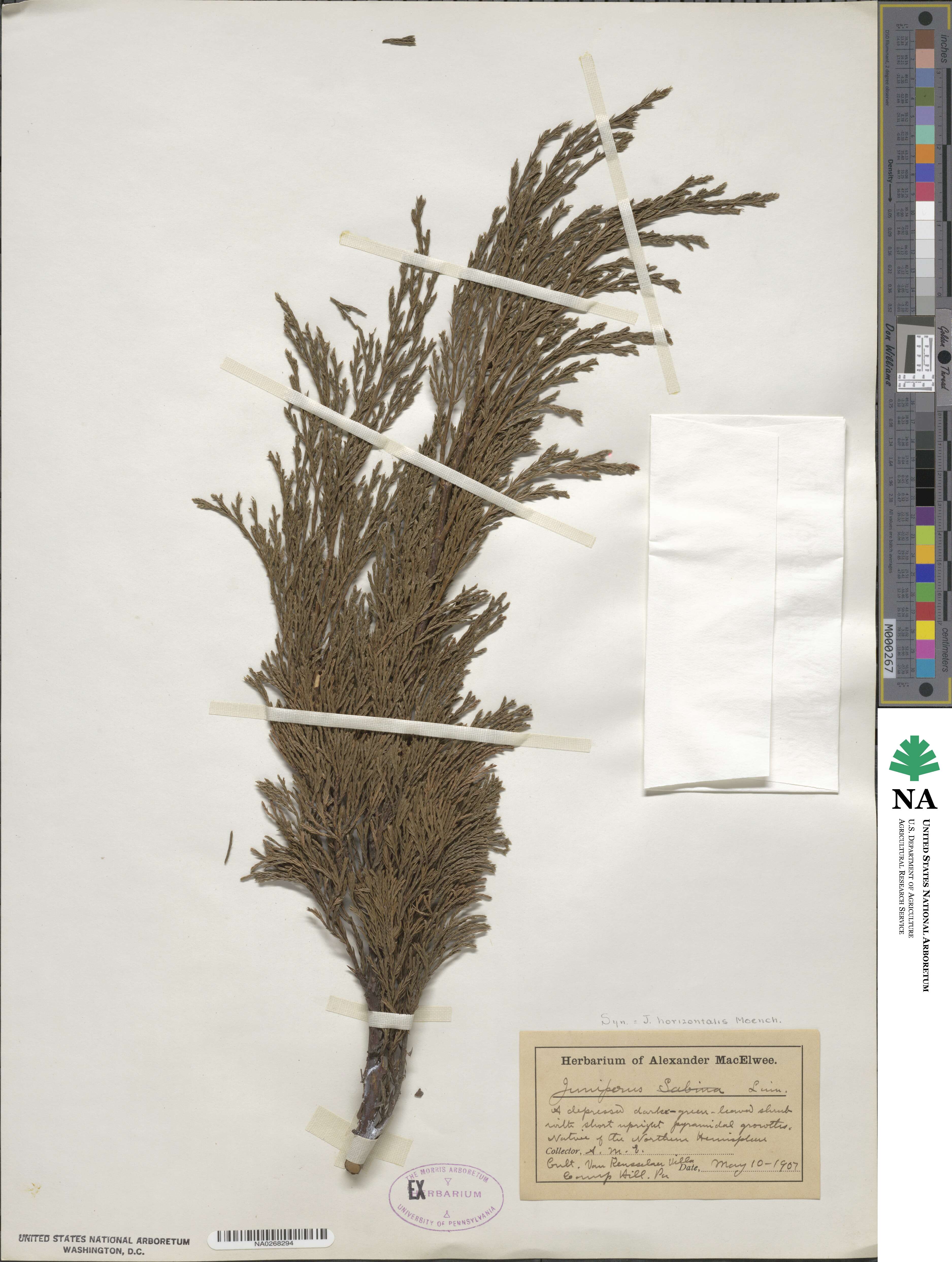 Juniperus horizontalis image