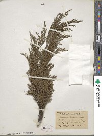 Juniperus horizontalis image