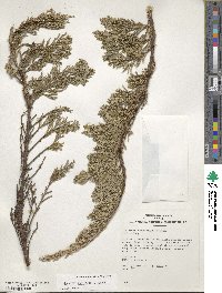 Juniperus horizontalis image