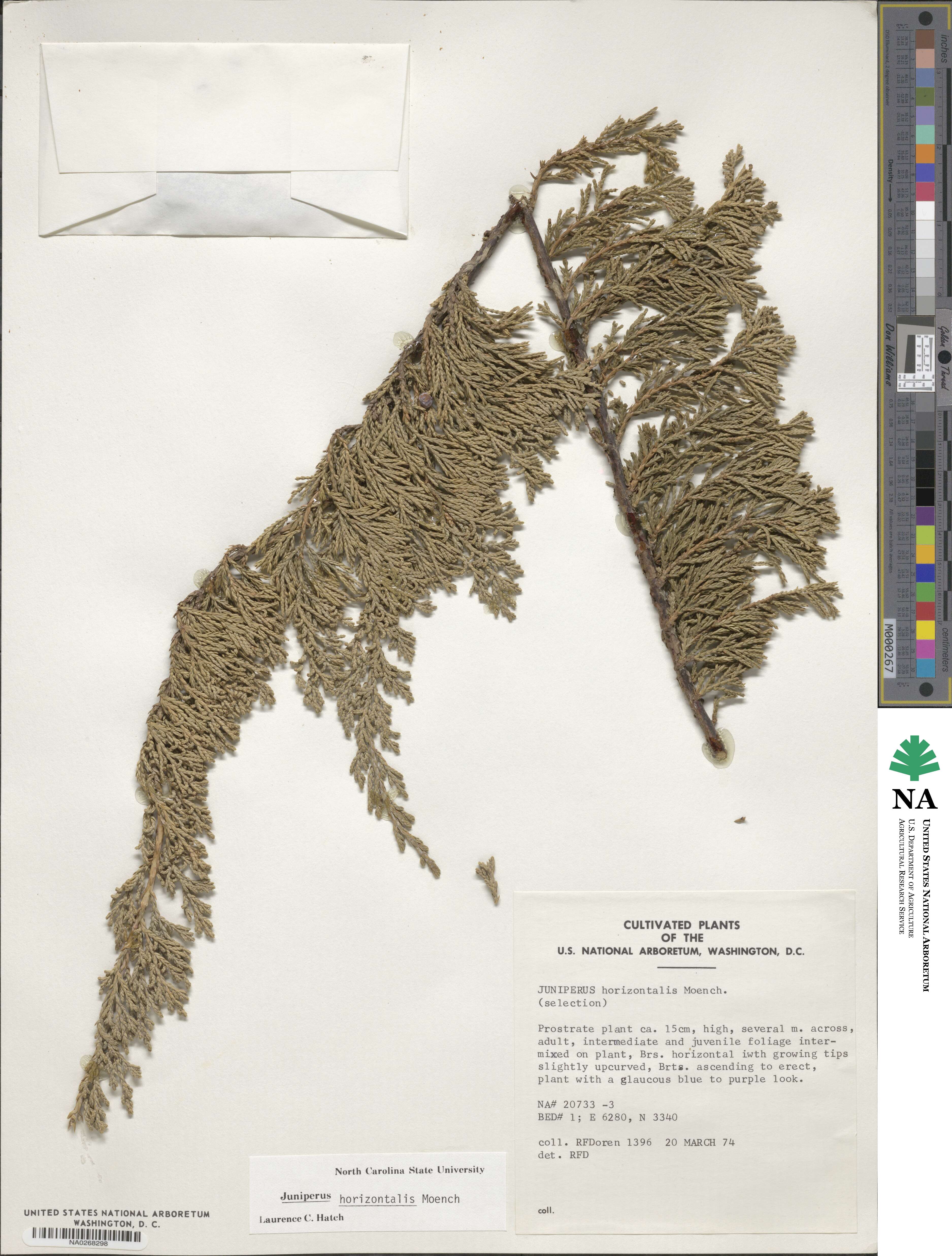 Juniperus horizontalis image