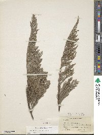 Juniperus horizontalis image