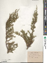 Juniperus horizontalis image