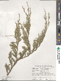 Juniperus horizontalis image