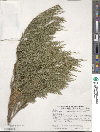 Juniperus horizontalis image