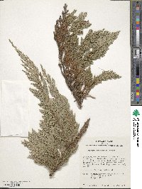 Juniperus horizontalis image