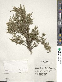 Juniperus horizontalis image