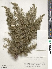 Juniperus procumbens image