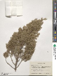 Juniperus monosperma image