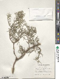 Juniperus occidentalis image