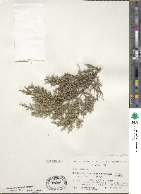 Juniperus osteosperma image