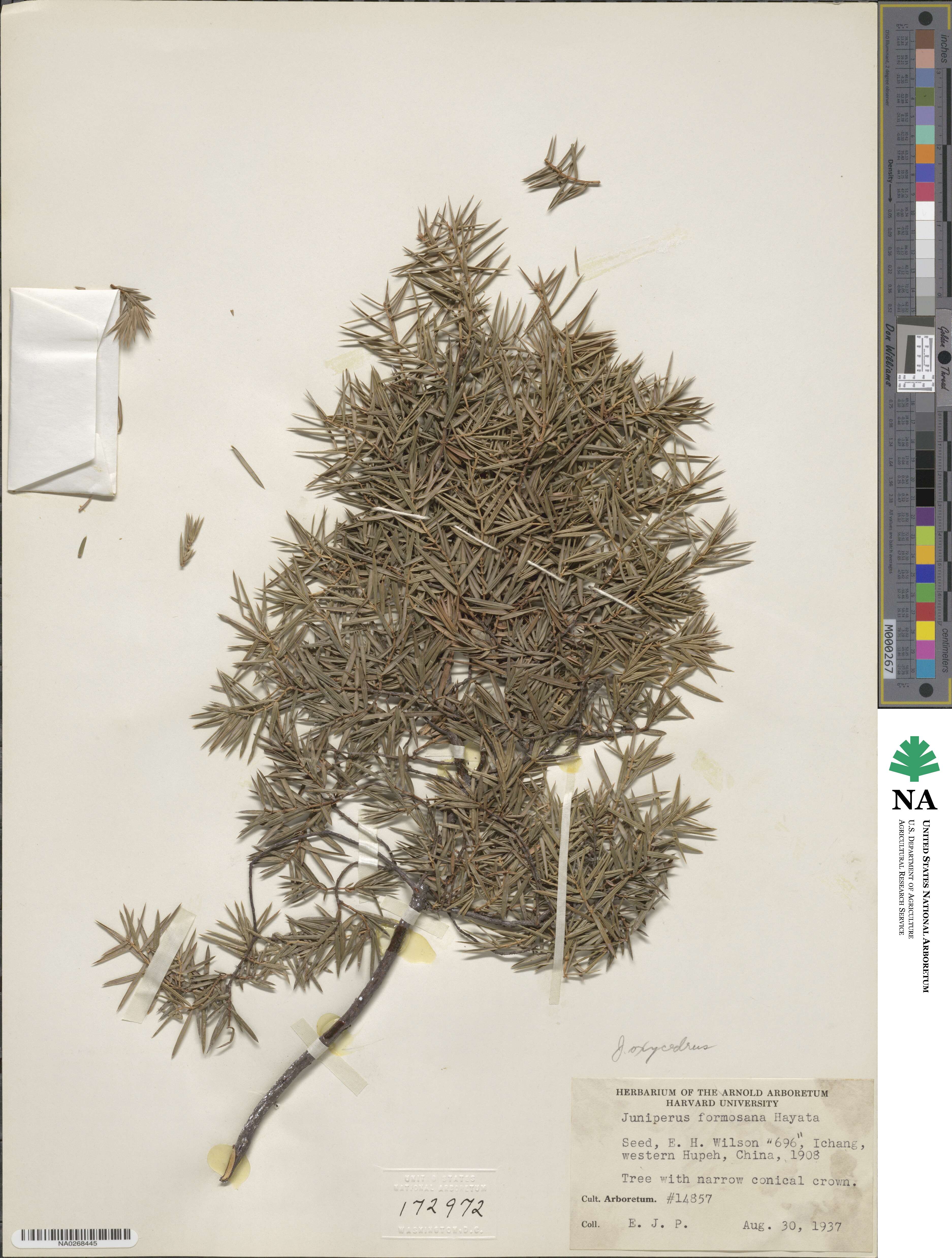 Juniperus oxycedrus image