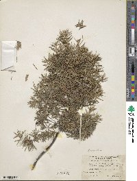 Juniperus oxycedrus image