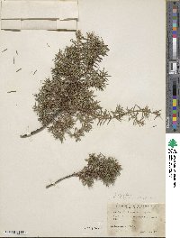 Juniperus oxycedrus image