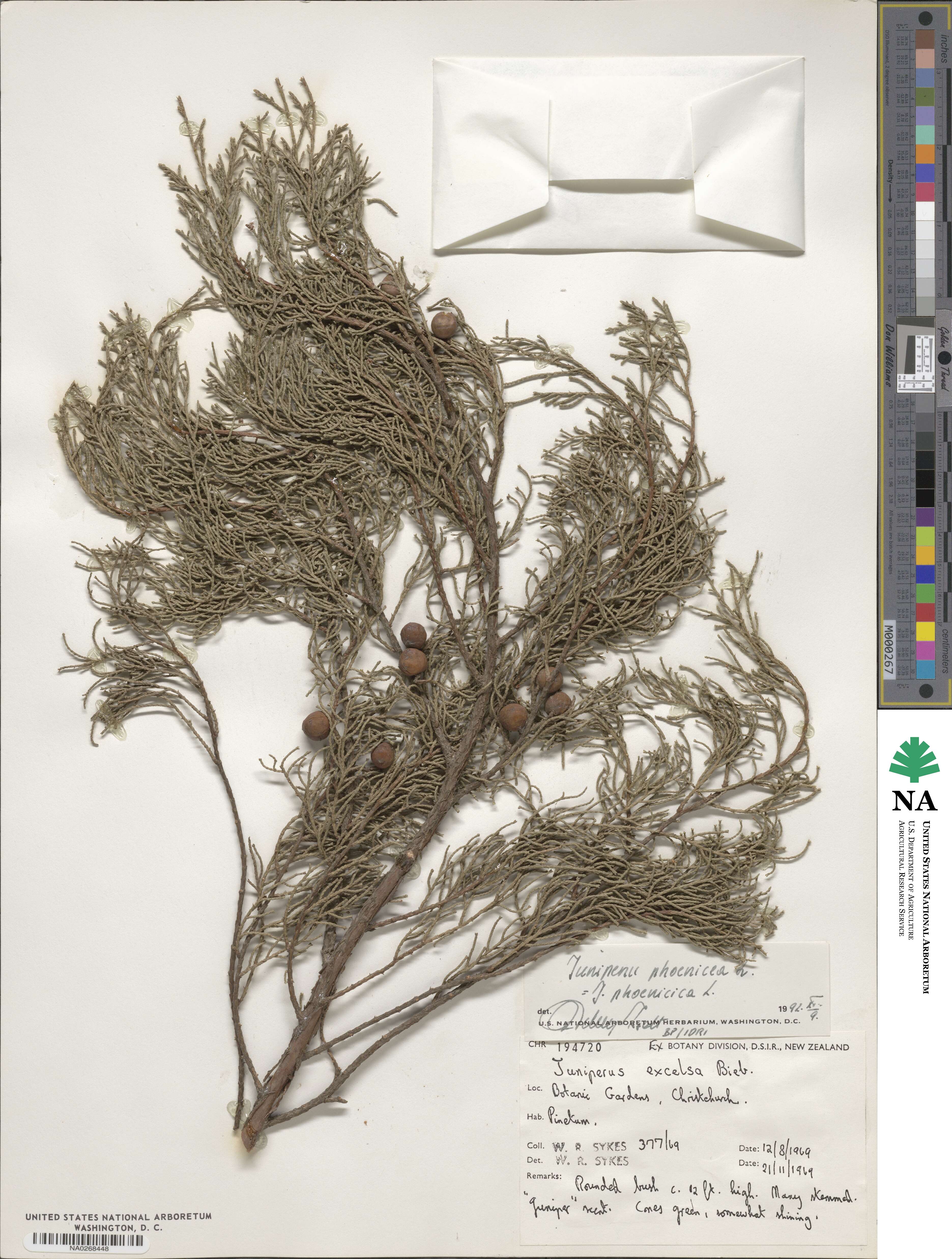 Juniperus phoenicea image