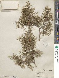 Juniperus phoenicea image