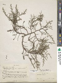 Juniperus phoenicea image