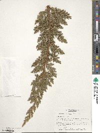 Juniperus procumbens image