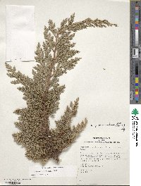 Juniperus procumbens image