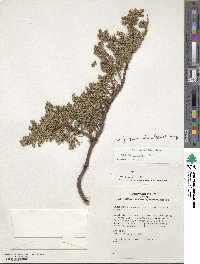 Juniperus procumbens image