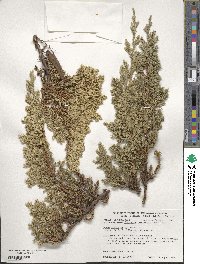 Juniperus procumbens image