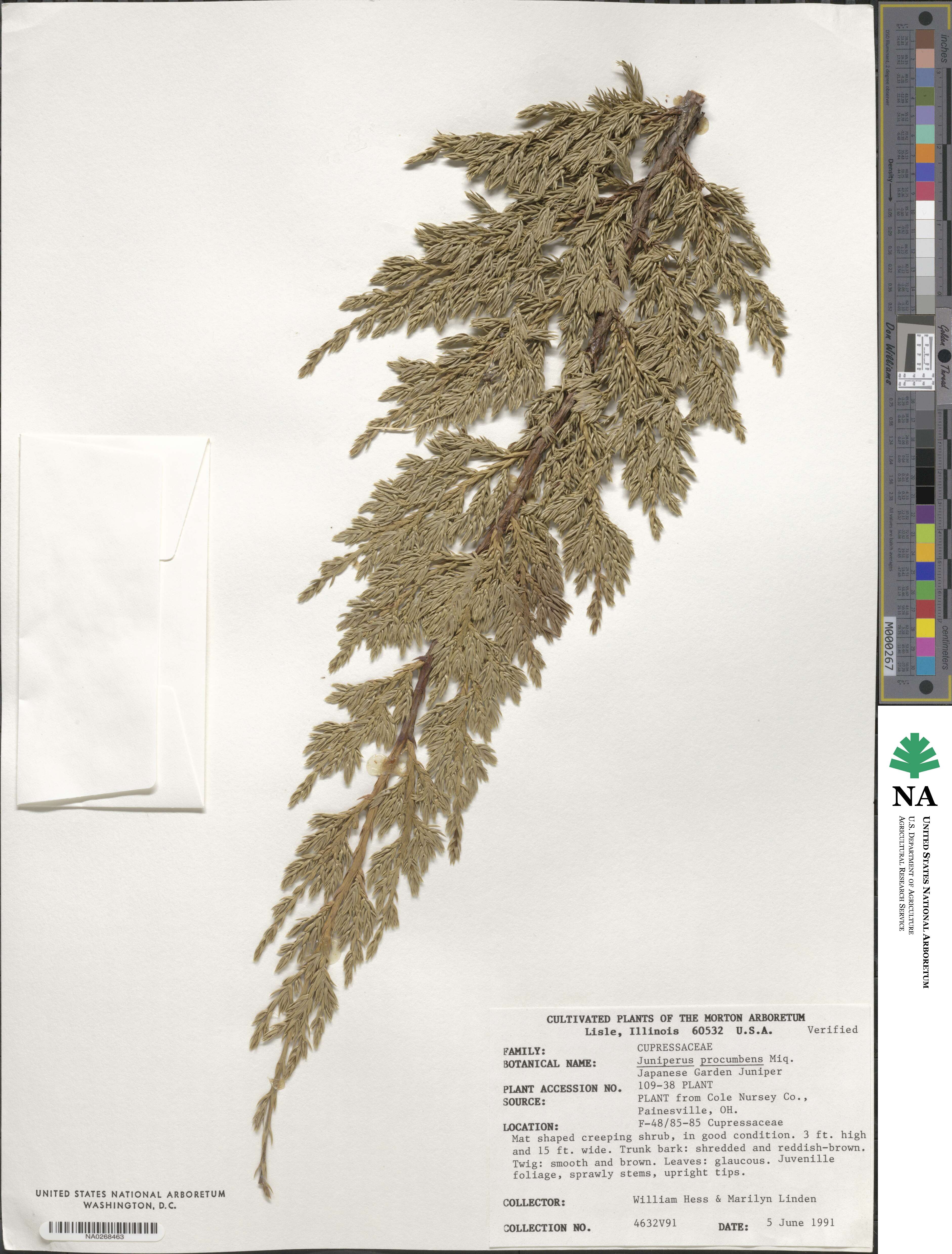 Juniperus procumbens image