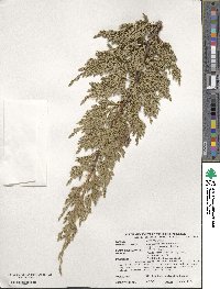 Juniperus procumbens image