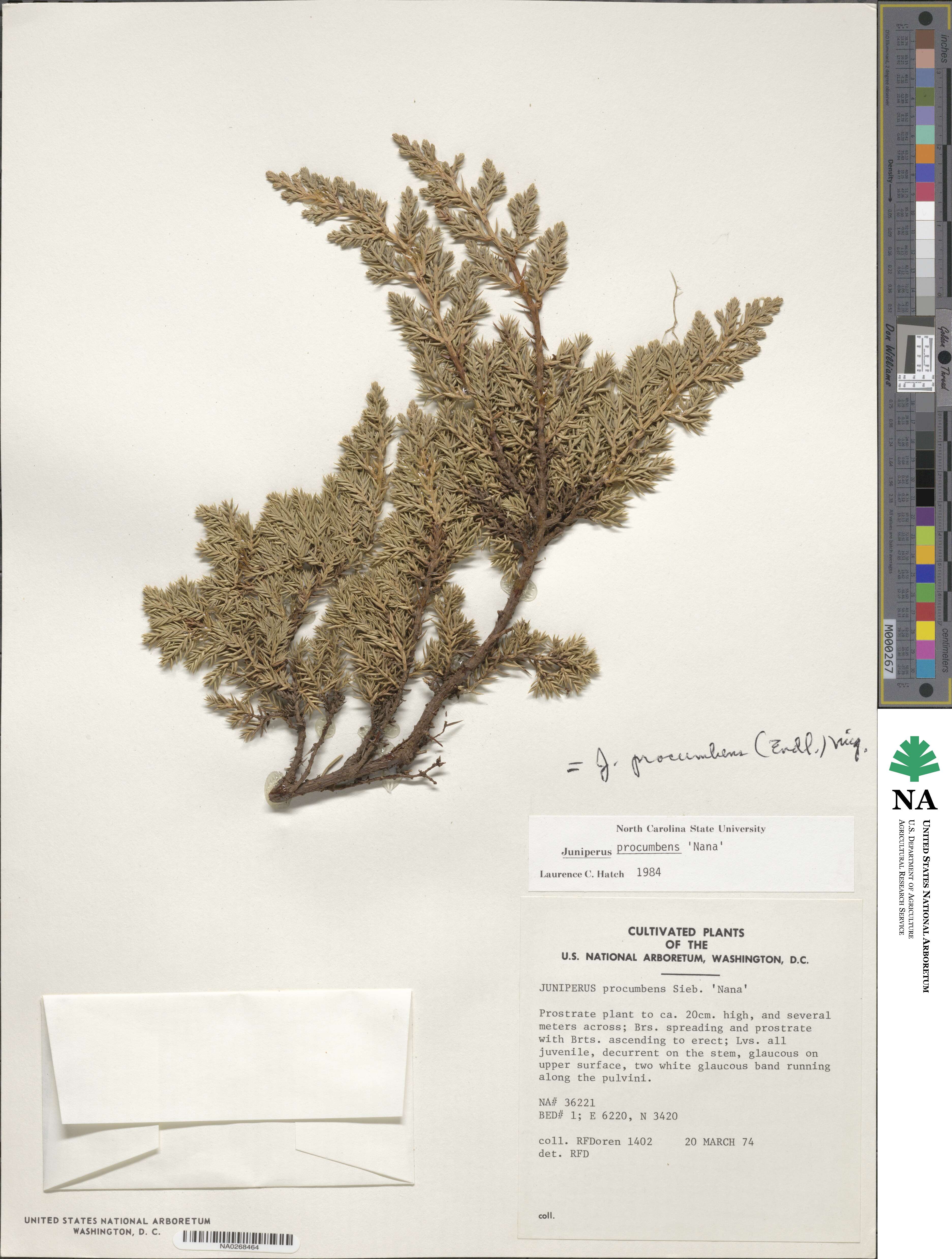 Juniperus procumbens image