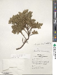 Juniperus procumbens image