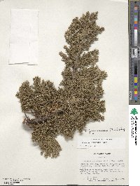 Juniperus rigida image